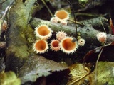 Microstoma floccosum image