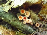 Microstoma floccosum image