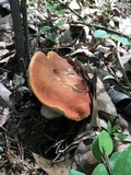 Xanthoconium purpureum image