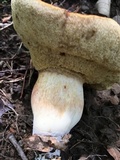 Xanthoconium purpureum image