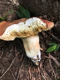 Xanthoconium purpureum image