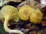 Cantharellus appalachiensis image