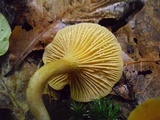 Cantharellus appalachiensis image