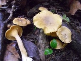 Cantharellus appalachiensis image