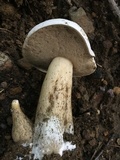 Tylopilus intermedius image