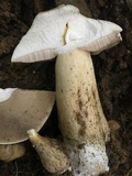 Tylopilus intermedius image