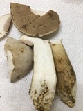 Tylopilus intermedius image