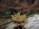 Arcyria obvelata image