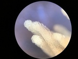 Arcyria obvelata image