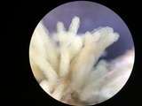 Arcyria obvelata image