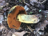 Boletus vermiculosoides image