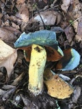 Boletus vermiculosoides image