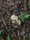 Russula farinipes image