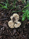 Russula farinipes image