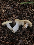 Russula farinipes image