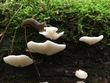 Pleurocybella porrigens image
