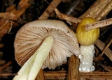 Bolbitius titubans var. olivaceus image