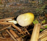 Bolbitius titubans var. olivaceus image
