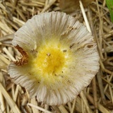 Bolbitius titubans var. olivaceus image