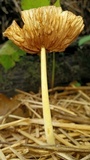 Bolbitius titubans var. olivaceus image