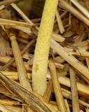 Bolbitius titubans var. olivaceus image