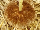 Bolbitius titubans var. olivaceus image
