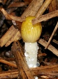 Bolbitius titubans var. olivaceus image