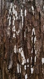 Dendrothele nivosa image