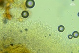 Lyomyces juniperi image