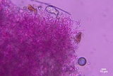 Lyomyces juniperi image