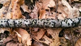 Annulohypoxylon annulatum image