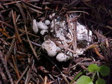 Clitocybe sclerotoidea image