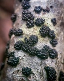 Annulohypoxylon annulatum image