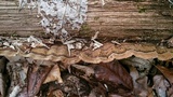 Xylobolus subpileatus image