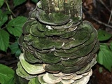 Cerrena unicolor image