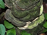 Cerrena unicolor image