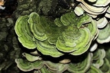 Cerrena unicolor image