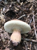 Tylopilus badiceps image