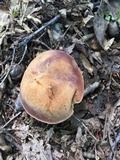 Tylopilus badiceps image
