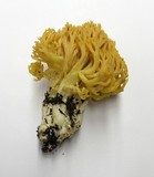 Ramaria conjunctipes image