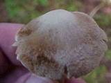 Inocybe albodisca image