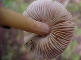 Inocybe albodisca image