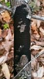 Diatrype stigma image