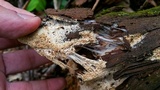 Wrightoporia austrosinensis image