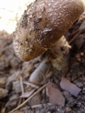 Amanita ameripanthera image