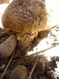 Amanita ameripanthera image