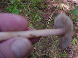 Inocybe albodisca image