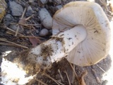Amanita ameripanthera image