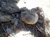 Amanita ameripanthera image