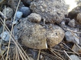 Amanita ameripanthera image